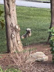 Found/Stray Unknown Dog last seen Near 20th Ave NE, Hickory, NC 28601