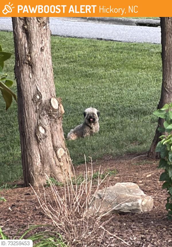 Found/Stray Unknown Dog last seen Near 20th Ave NE, Hickory, NC 28601