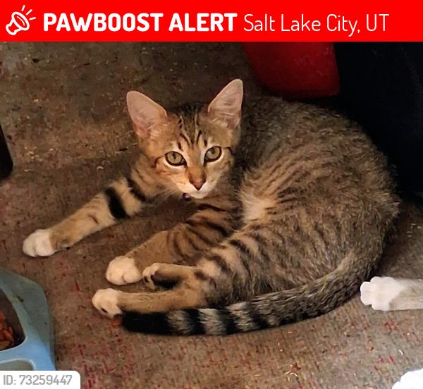 Lost Female Cat last seen Near W 1700 S, Salt Lake City, UT 84104