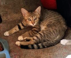 Lost Female Cat last seen Near W 1700 S, Salt Lake City, UT 84104