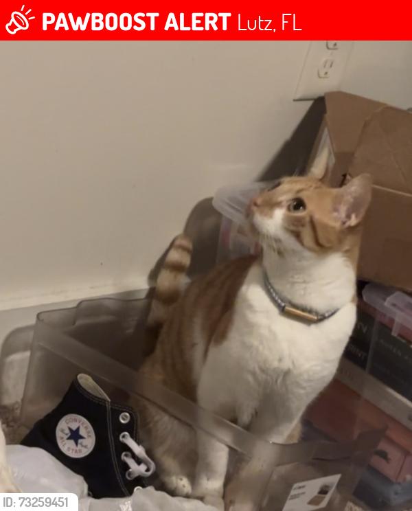 Lost Male Cat last seen Osprey & Lagoon dr, Lutz, FL 33549