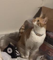 Lost Male Cat last seen Osprey & Lagoon dr, Lutz, FL 33549