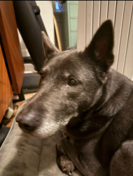 Reunited Female Dog last seen 10th and Adiline, Oakland, CA 94607