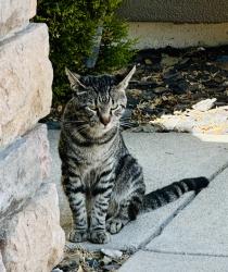 Found/Stray Unknown Cat last seen High pines ct Rocklin, ca, Rocklin, CA 95765