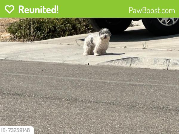 Reunited Unknown Dog last seen Steven bridges and Patrick mccaffery, Tracy, CA 95377