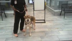 Shelter Stray Female Dog last seen CHARLOTTE, 8315 Byrum Dr, Charlotte, NC 28217, USA