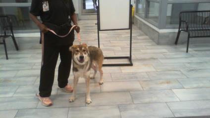 Shelter Stray Female Dog last seen CHARLOTTE, 8315 Byrum Dr, Charlotte, NC 28217, USA