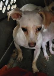 Shelter Stray Female Dog last seen , 14409 Vanowen St, Van Nuys, CA 91405, USA