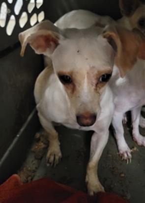 Shelter Stray Female Dog last seen , 14409 Vanowen St, Van Nuys, CA 91405, USA