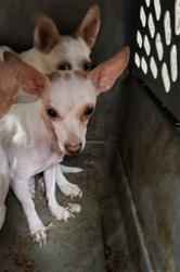 Shelter Stray Female Dog last seen , 14409 Vanowen St, Van Nuys, CA 91405, USA
