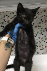 Shelter Stray Male Cat last seen Near BLOCK POLK ST, RIVERSIDE, CA 92505, 6851 Van Buren Boulevard, Jurupa Valley, CA 92509, USA