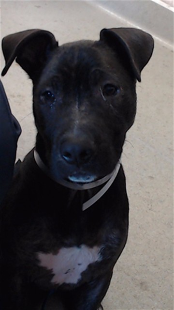 Shelter Stray Female Dog last seen XEDDY/LEAVENWORTH, 1419 Bryant St, San Francisco, CA 94103, USA