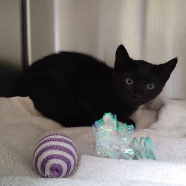 Shelter Stray Male Cat last seen Near BLOCK BRUSH ST, 1590 Fortmann Way, Alameda, CA 94501, USA