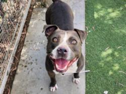 Shelter Stray Male Dog last seen , 957 N Gaffey St, San Pedro, CA 90731, USA
