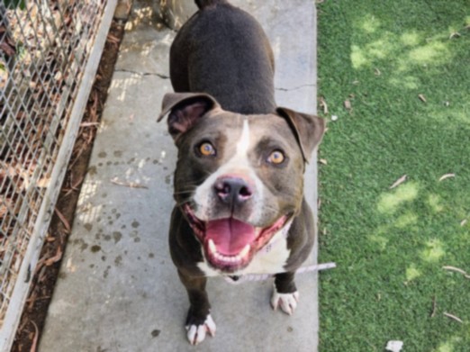 Shelter Stray Male Dog last seen , 957 N Gaffey St, San Pedro, CA 90731, USA