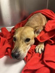 Shelter Stray Female Dog last seen Near BLOCK 71ST ST,, 3599 NW 79th Ave, Doral, FL 33122, USA
