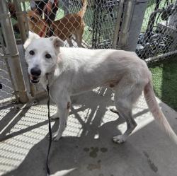 Shelter Stray Male Dog last seen , 1850 W 60th St, Los Angeles, CA 90047, USA