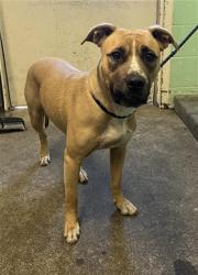 Shelter Stray Female Dog last seen 3RD AVE & 42ND ST, 2127 Front St, Sacramento, CA 95818, USA