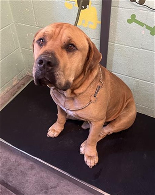 Shelter Stray Male Dog last seen DEER CREEK DR & DEER HILL DR, 2127 Front St, Sacramento, CA 95818, USA