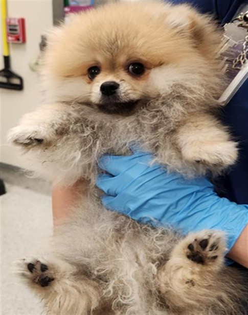 Shelter Stray Male Dog last seen OCEAN LN / MACABEE LN, 9150 Union Park Way, Elk Grove, CA 95624, USA