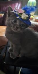Shelter Stray Female Cat last seen , 2020 Forest St, Jacksonville, FL 32204, USA