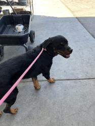 Shelter Stray Male Dog last seen Near BLOCK OSWELL ST, BAKERSFIELD CA 93307, 3951 Fruitvale Ave, Bakersfield, CA 93308, USA
