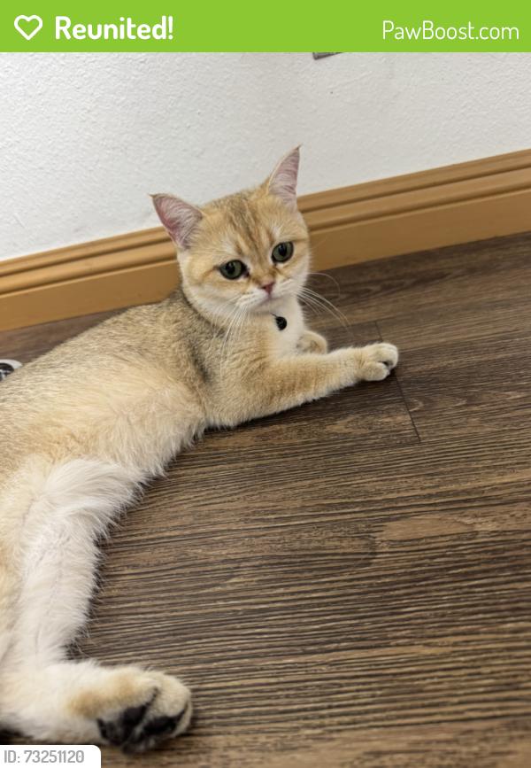 Reunited Female Cat last seen Crest Ln & Peaceful Hills Rd, Walnut, CA 91789