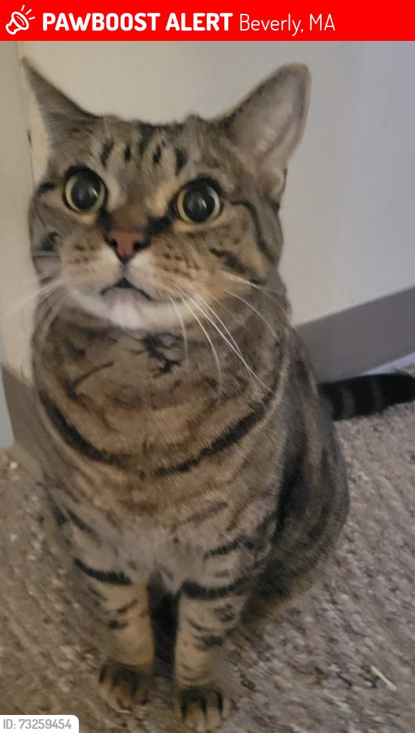 Lost Male Cat last seen Sohier Rd and Brimbal Ave Wholefoods plaza, Beverly, MA 01915