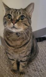 Lost Male Cat last seen Sohier Rd and Brimbal Ave Wholefoods plaza, Beverly, MA 01915