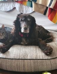 Reunited Female Dog last seen Windy Hill Rd and Arkose Dr, Marietta, GA, Marietta, GA 30008