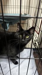 Lost Female Cat last seen Stonebridge Dr, Coronado Dr. In the neighborhood of eagle creek, McKinney, TX 75072