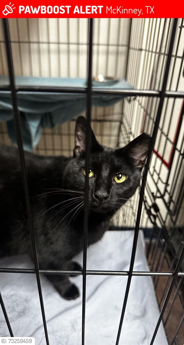 Lost Female Cat last seen Stonebridge Dr, Coronado Dr. In the neighborhood of eagle creek, McKinney, TX 75072
