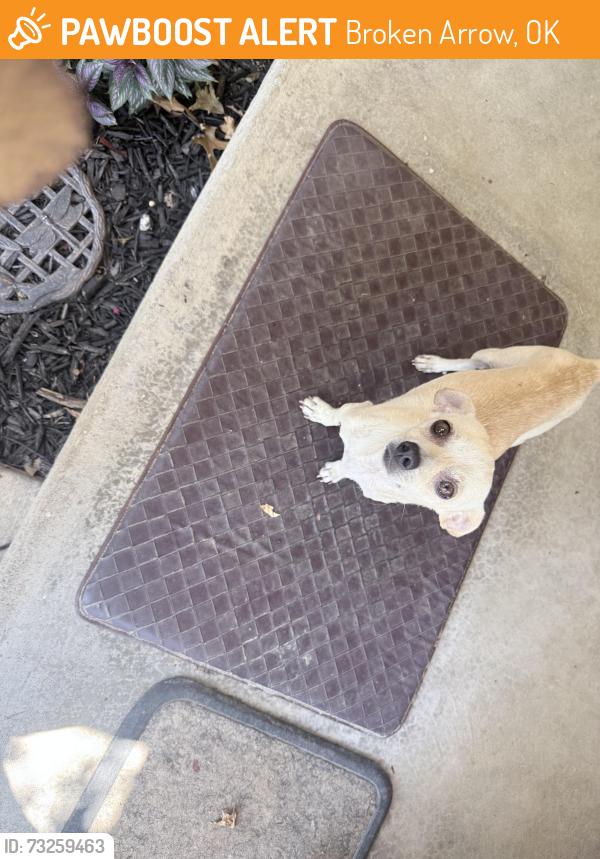 Found/Stray Male Dog last seen Edgewater & Elm in Broken Arrow, Broken Arrow, OK 74012
