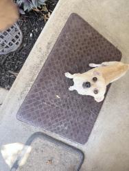 Found/Stray Male Dog last seen Edgewater & Elm in Broken Arrow, Broken Arrow, OK 74012