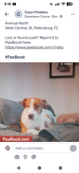 Reunited Female Dog last seen 6380-6390 2nd Avenue North West Central, St. Petersburg, FL, St. Petersburg, FL 33710
