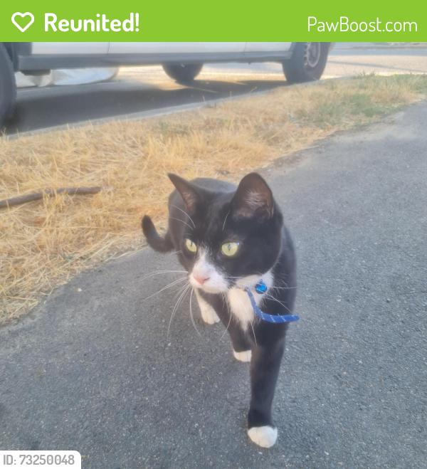 Reunited Male Cat last seen Crossways Dentist, Greater London, England CR5 1LE