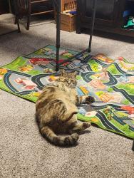 Lost Female Cat last seen S Clare Road and W 199th St, Johnson County, KS 66061