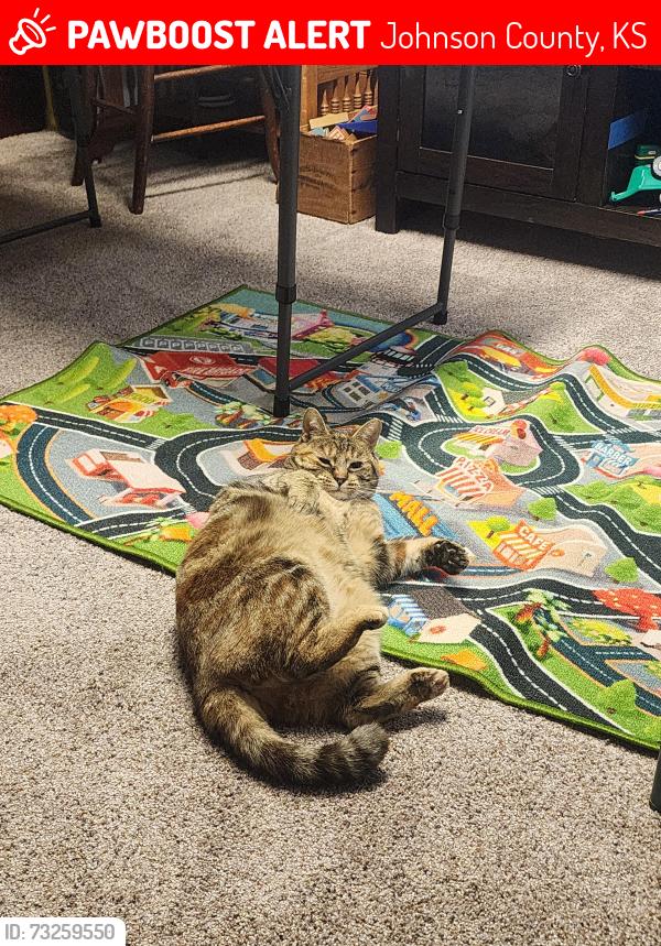Lost Female Cat last seen S Clare Road and W 199th St, Johnson County, KS 66061