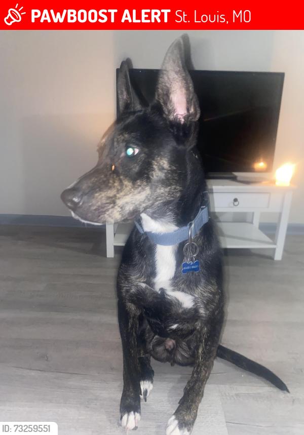 Lost Male Dog last seen N Hanley Rd, St. Louis, MO 63121