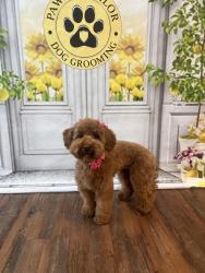 Lost Female Dog last seen Bandy Rd., Ringgold, GA 30736
