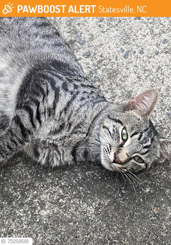 Found/Stray Male Cat last seen Hwy 70 east, Statesville, NC 28677