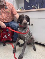 Found/Stray Male Dog last seen Alabama Ave S, Bremen, GA 30110