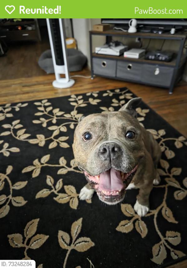 Reunited Male Dog last seen near South Ave & Forrest Ave, Staten Island, NY 10303