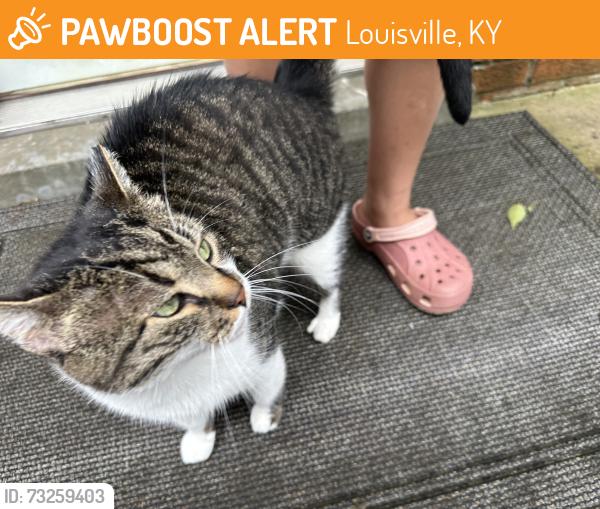 Found/Stray Unknown Cat last seen Dale Ann Dr, Louisville, KY 40220