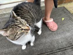 Found/Stray Unknown Cat last seen Dale Ann Dr, Louisville, KY 40220