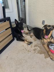 Found/Stray Male Dog last seen Borgfeld and H8ghland ests, Timberwood Park, TX 78260