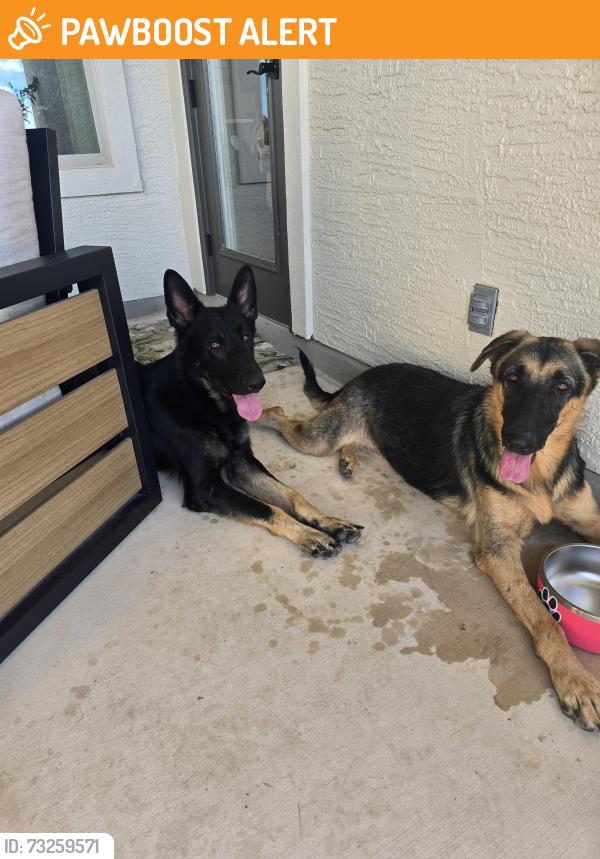 Found/Stray Male Dog last seen Borgfeld and H8ghland ests, Timberwood Park, TX 78260