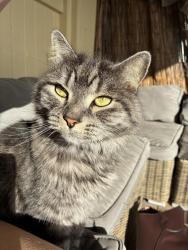 Lost Male Cat last seen Darylmple st wilston, Wilston, QLD 4051