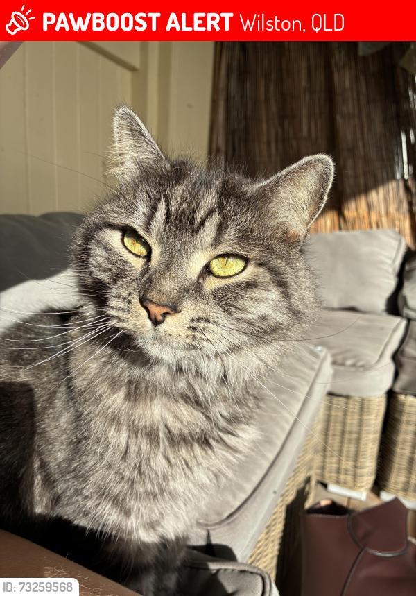 Lost Male Cat last seen Darylmple st wilston, Wilston, QLD 4051