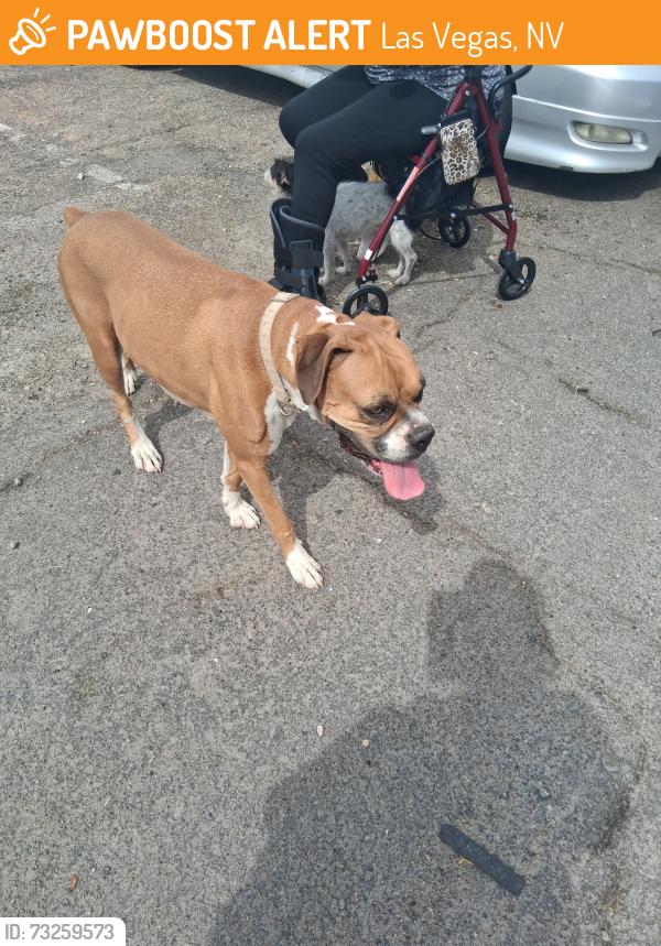 Found/Stray Female Dog last seen Bonanza and bruce, Las Vegas, NV 89101